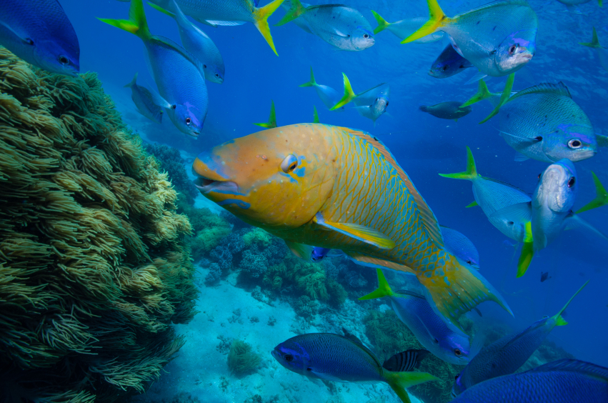 Tropical fish on the reef near Cairns